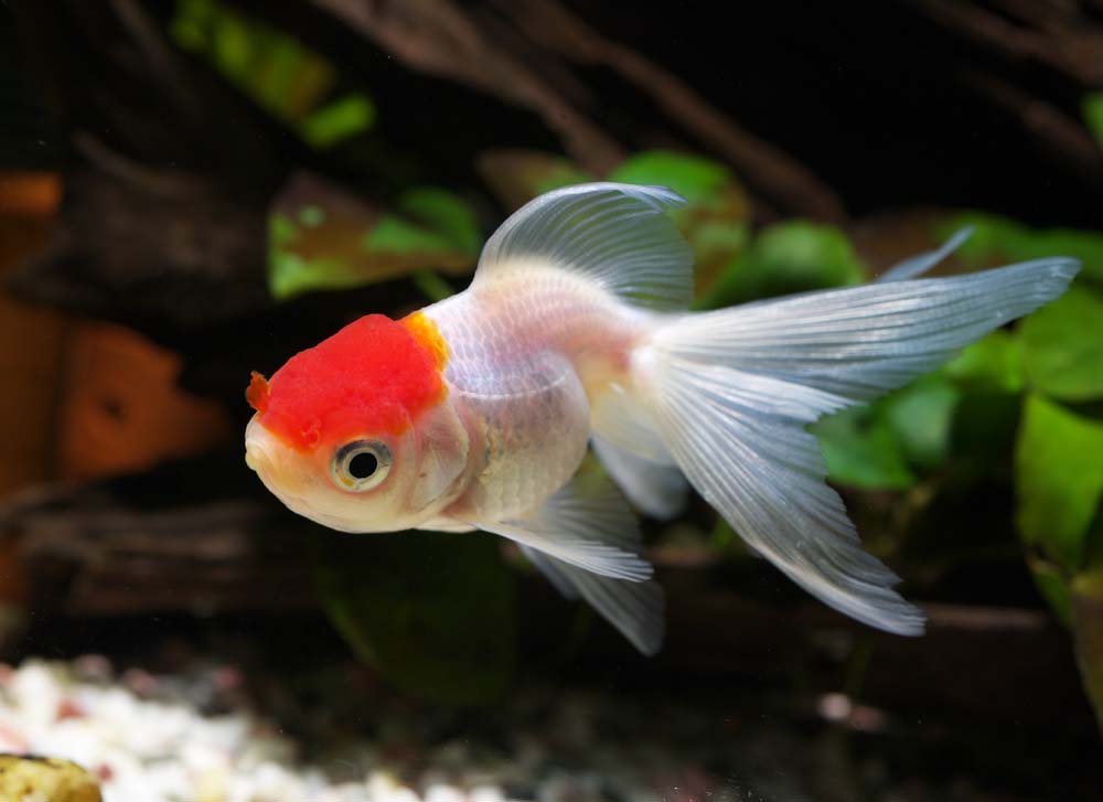GEOFFF